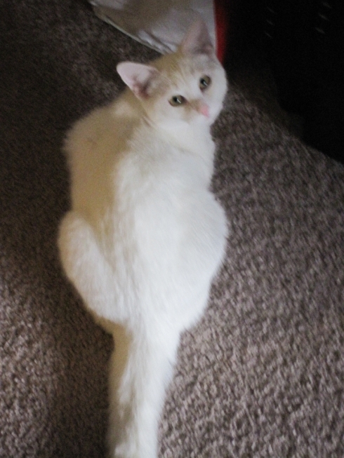 A white cat looks over her shoulder at the camera.