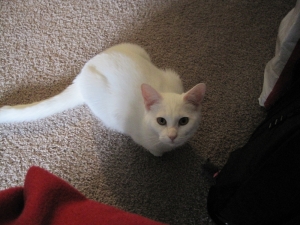 A white cat looks at the camera.