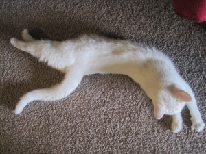 A white cat stretches on the floor.