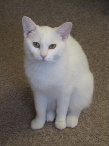 Xena, a white cat, sits on the ground looking at the camera.
