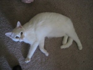 Xena, a white cat, lies on the floor.