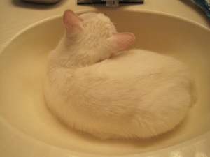 Xena, a white cat, sits in a sink investigating the faucet