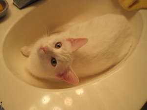 Xena, a white cat, looks at the camera while in a sink.