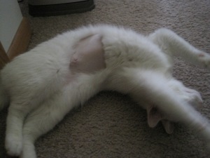 Xena, a white cat, stretches on the floor.