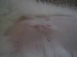 Xena's Surgery Incision