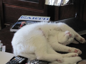 Xena, a white cat, sleeps on a table.