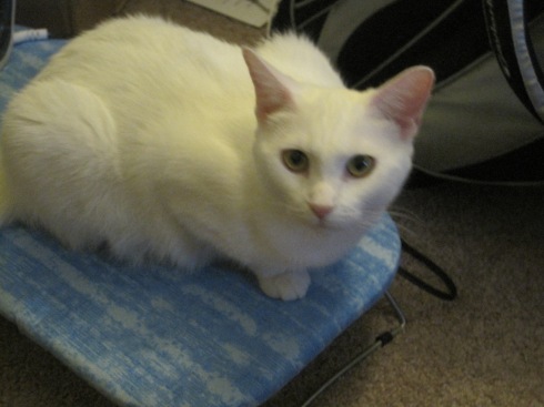 Xena, a white cat, sits on an ironing board.