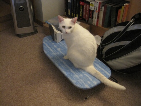 Xena, a white cat, sits on an ironing board.