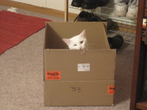 Xena, a white cat, sits in a box.
