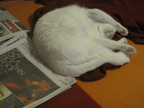 Xena, a white cat, lies in a curled fashion next to some newspaper.